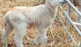 Treating joint-ill at lambing: getting it right